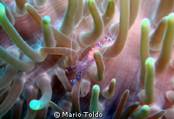 The pink transparency of Periclemenes holthuisi by Mario Toldo 